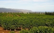 Hawaii's 1st Coffee Store - Kona Pure Ecstasy in Keurig Compatible Cups (12 ea. per pack)