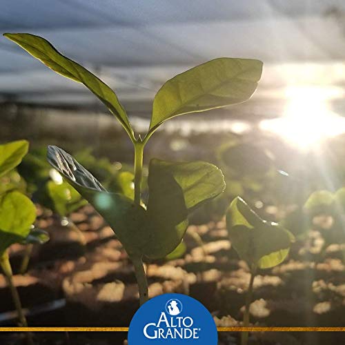 Alto Grande Super Premium Medium-Dark Roast Ground Coffee and Yaucono Espresso De Oro Dark Roast Fine Ground Coffee 8.8 Ounce Canisters Puerto Rico Variety Bundle