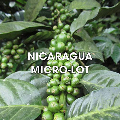 Nicaragua Coffee Jinotega Ground Fresh Roasted 5 lbs