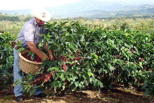 Cafe 1820 Molido - Costa Rica Gourmet Ground Premium Coffee - 4.4 oz / 125 gr - 3 Pack