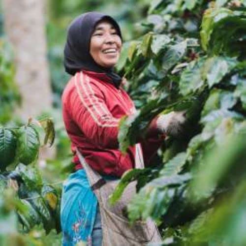 Sumatra Single Origin | Organic | Dark Roast | Whole Bean Coffee | 12oz 1-Pack