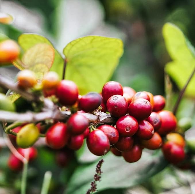 Gustos Coffee Premium Selection | Puerto Rican High End Medium Roasted Whole Bean Coffee (1 2 lb)