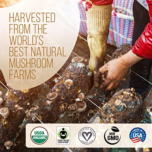 La Republica DECAF Organic Mushroom Coffee (35 Servings) with 7 Superfood Shrooms Great Tasting Instant Mix Includes Lion's Mane Reishi Chaga Cordyceps Shiitake Maitake and Turkey Tail (Decaffe