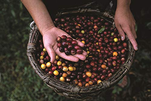 Lavazza ¡Tierra Organic for Planet Whole Bean Coffee Light Roast 100% Arabica 2.2 lb Bag (Pack of 6)