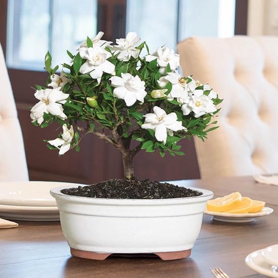 Gardenia Mystery - Gardenia Jasminoides. Hardy Evergreen Shrub with Large Sweetly Fragrant White Flowers Ideal for Landscaping and Container Gardening (2 Gardenia Mystery Plants in Sac)