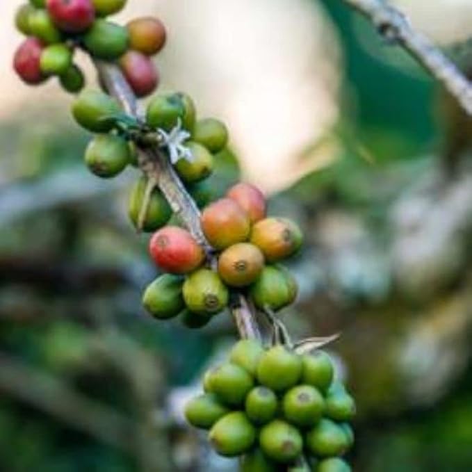 Sumatra Single Origin | Arabica Coffee | Organic | Dark Roast |1 Pack (Ground 12oz)