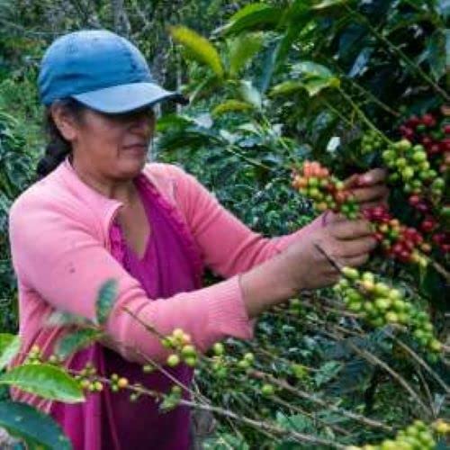 Swiss Water Decaf Single Origin | Organic | Fresh Roasted | Whole Bean Coffee | 2lbs 1-Pack
