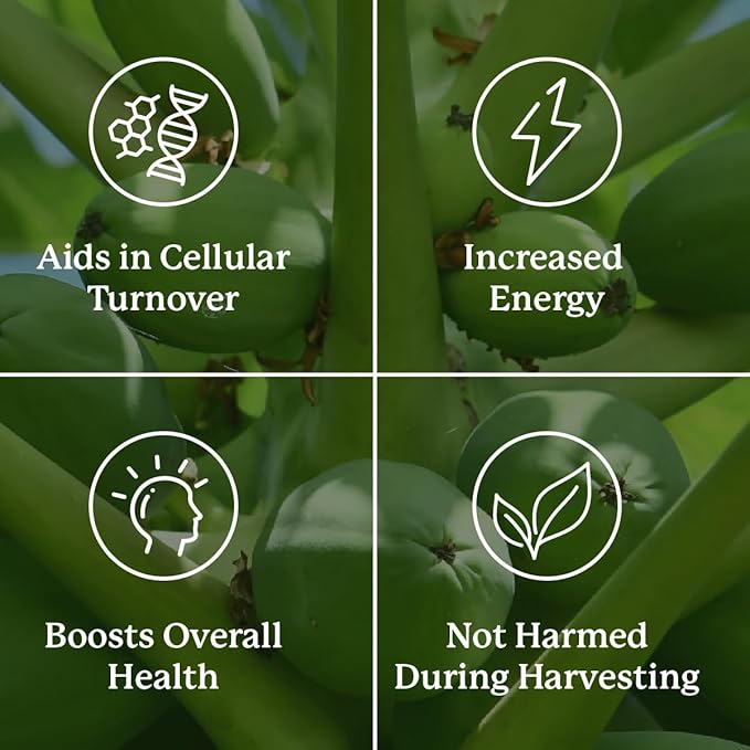 Nature's Sunshine Paw Paw Cell-Reg 180 Capsules | Contains over 50 Acetogenins to Modulate ATP Production and Blood Supply
