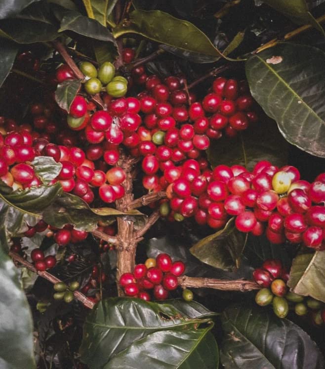 EL CHUPACABRA by Gustos Coffee | Puerto Rican &amp Colombian Medium Roast Whole Bean Coffee Blend | (1 8oz)