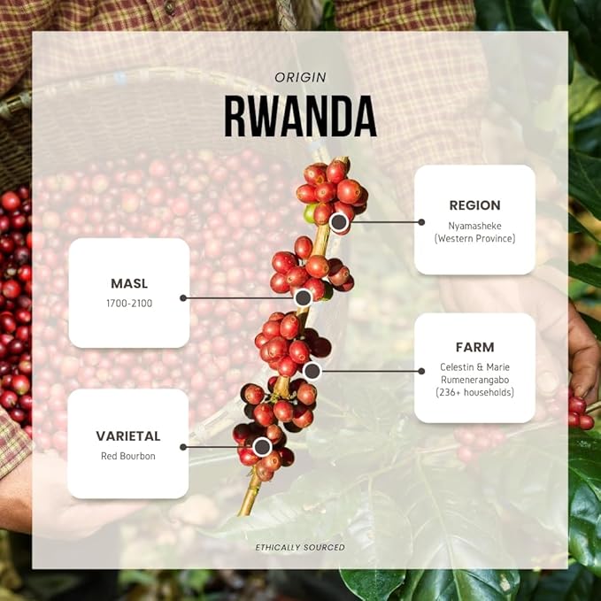 Reborn Coffee Specialty Whole Bean Coffee – Rwanda Muhororo – Light-Medium Roast Single Origin 100% Arabica Beans – Floral and Berry Notes with Bright Acidity Freshly Roasted for French Press Kali