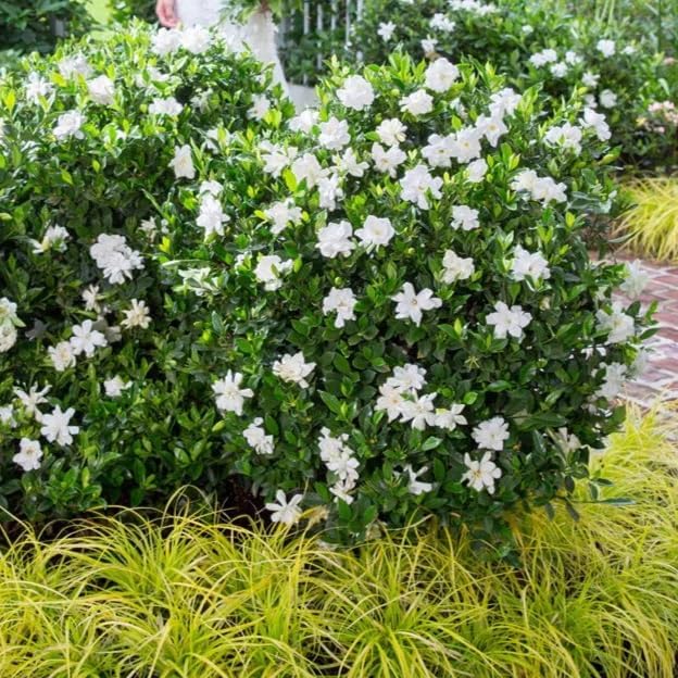 Gardenia Mystery - Gardenia Jasminoides. Hardy Evergreen Shrub with Large Sweetly Fragrant White Flowers Ideal for Landscaping and Container Gardening (2 Gardenia Mystery Plants in Sac)