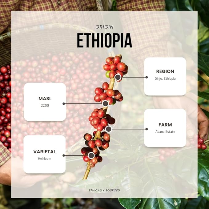 Reborn Coffee Specialty Whole Bean Coffee Light-Medium Roast 12 Ounce Ethiopia Abana Estate Ginjo Notes of Citrus Blossom Honeysuckle Watermelon and Nectarine