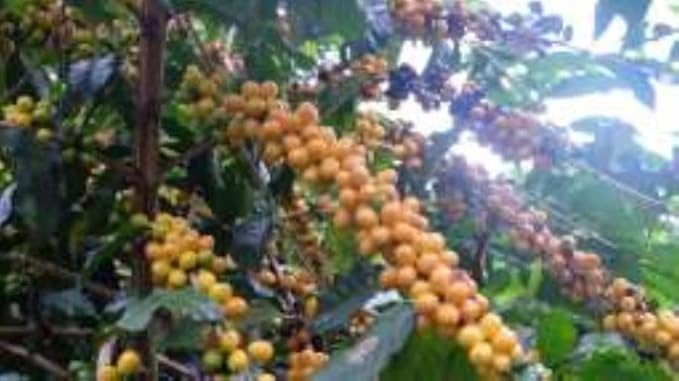 Super High Caffeine | Double Caffeine | Organic | Strong Robusta Coffee | Fresh Roasted | Ground | 1 LB 1-Pack