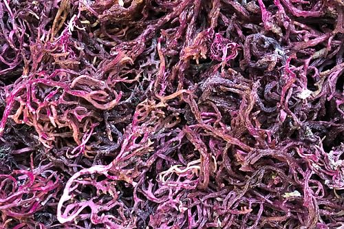 Generic P.lump Irish Sea Moss Purple 1.4 oz Pack of 6