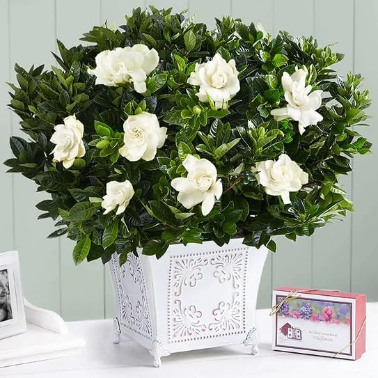 Gardenia Mystery - Gardenia Jasminoides. Hardy Evergreen Shrub with Large Sweetly Fragrant White Flowers Ideal for Landscaping and Container Gardening (2 Gardenia Mystery Plants in Sac)