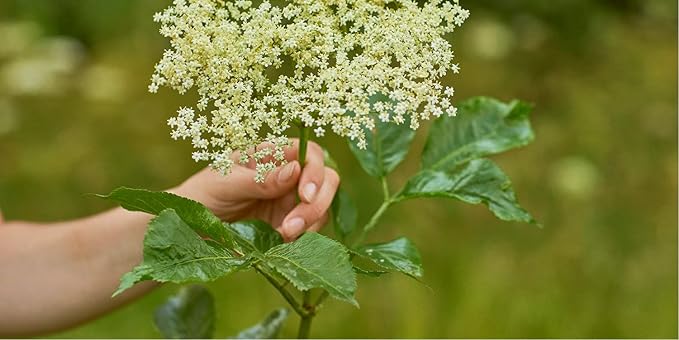 Belvoir Organic Elderflower Cordial 500 ML