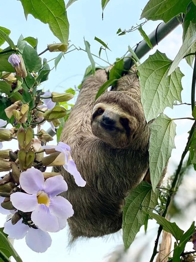 Sloth Life Coffee Whole Bean Costa Rica Naranjo Blend Medium Roast 1 Lb