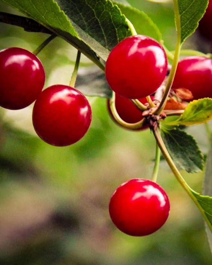 Country Spoon 100% Tart Cherry Juice (70+ Tart Cherries Per 8 oz) 12 Pack | Not from Concentrate Single Ingredient Drink Melatonin Rich Healthy Fruit Drink (Cherry)