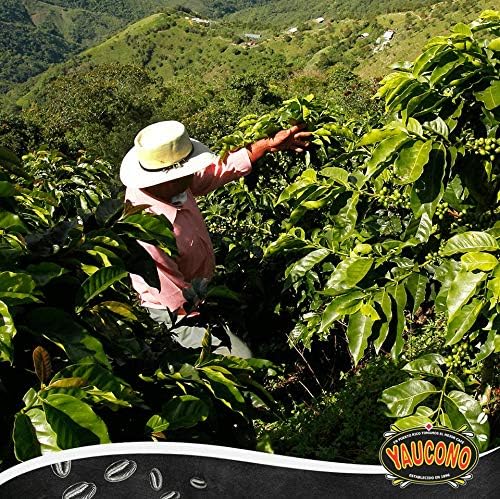 Yaucono &amp Cafe Crema Puerto Rican Ground Coffee Bundle – 4 Bags Total (2 x 14 oz Yaucono 2 x 14 oz Cafe Crema) – Medium Roast Traditional Grind Smooth &amp Balanced Flavor