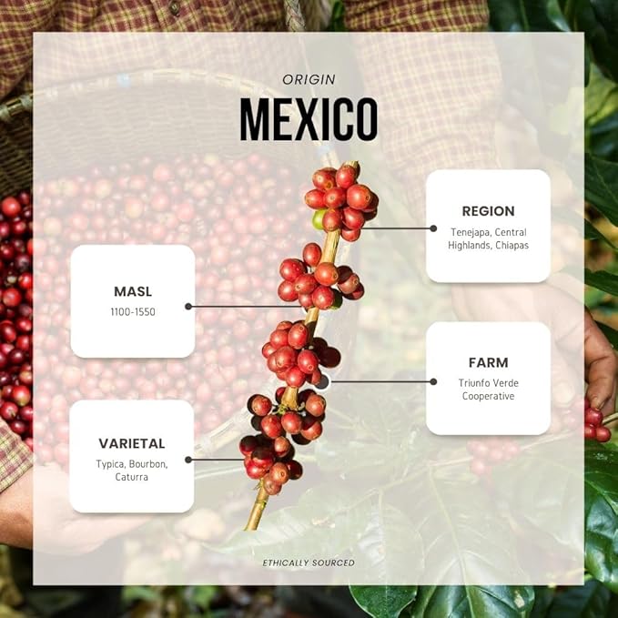 Reborn Coffee Specialty Whole Bean Coffee Medium Roast 12 Ounce Mexico Chiapas Organic Flavor Notes of Chocolate Brown Sugar and Maple Sugar