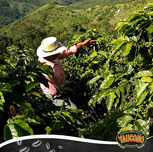 Yaucono Dark Roast Whole Bean Coffee Puerto Rico 100% Arabica 2 Pound (Pack of 1)