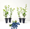 Pink Lemonade Blueberry (Emerald)