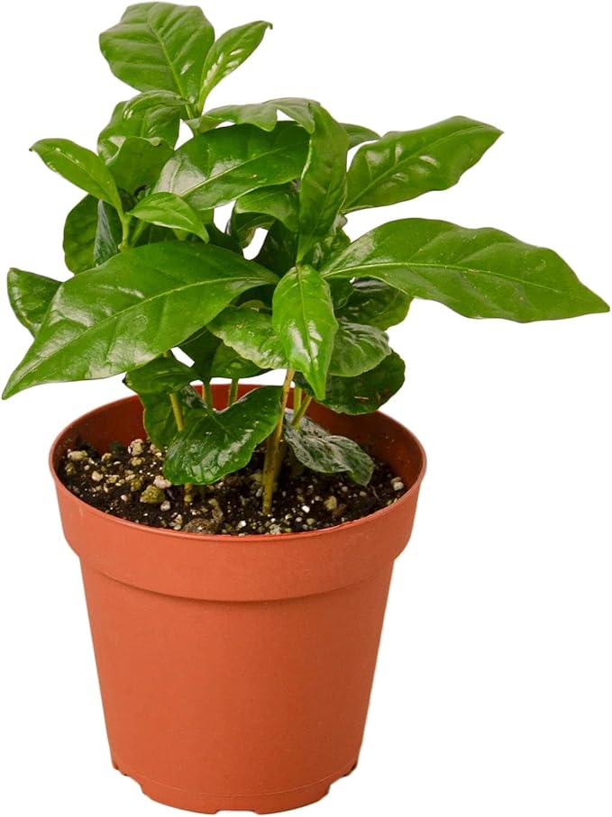 Garden Wrld Arabica Coffee