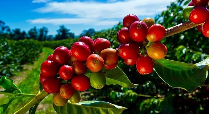 Hawaiian Coffee Beans 100% Kona Coffee Select Grade Medium Dark Roast Whole Bean Hand Picked Great for Espresso Drip or French Press(Maika 7 oz)