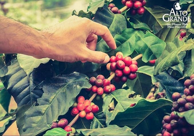 Alto Grande Super Premium Coffee Beans Medium Dark Roast Single Origin Puerto Rico Arabica Whole Bean 2 Pound (Pack of 1)
