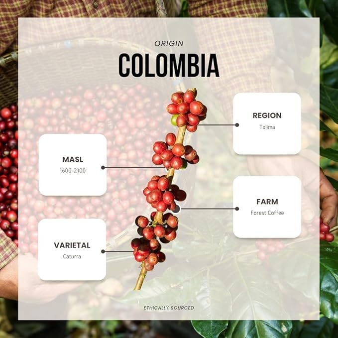 Reborn Coffee Specialty Whole Bean Coffee Medium Roast 12 Ounce Colombia Black Condor Tolima Flavor Notes of Chocolate Nut and Citrus