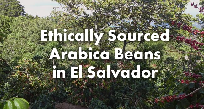 Café Grumpy El Salvador Medium Roast Coffee Organic Single Origin French Press Grind Premium Fine Grind for Pour Over &amp Cold Brew Espresso 12oz