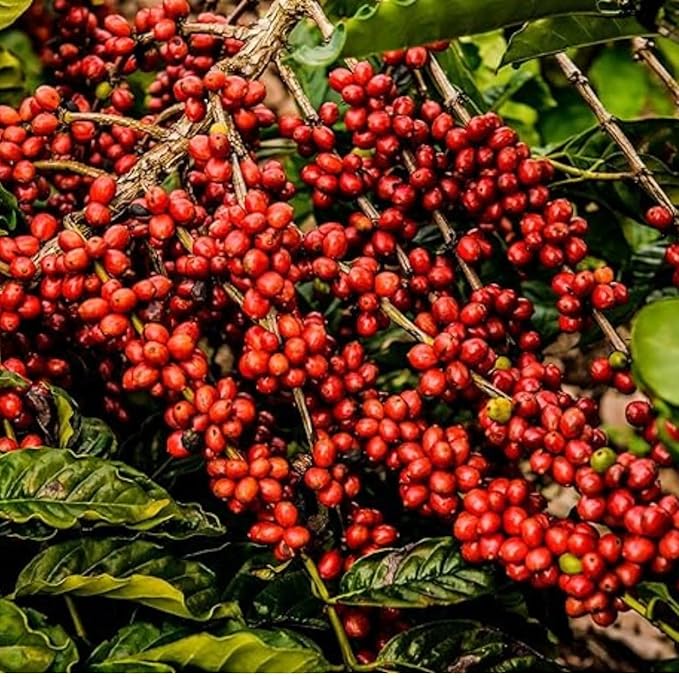 Fazenda Venturim - Roast Ground Coffee – Brazilian Specialty Medium Roast Low Acidity Bold Flavor &amp Rich Aroma Full-Bodied Chocolate &amp Hazelnut Natural Notes 1.1 pond Bag (500g)