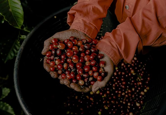 Buena Vida Speacialty Coffee - Cerros de Tarrazú Ground - Costa Rican Regenerative Coffee (12 oz)