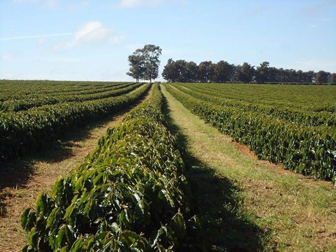 REX Guatemala Cubulco Medium Roast Whole Bean Coffee Single Origin 5 Pound
