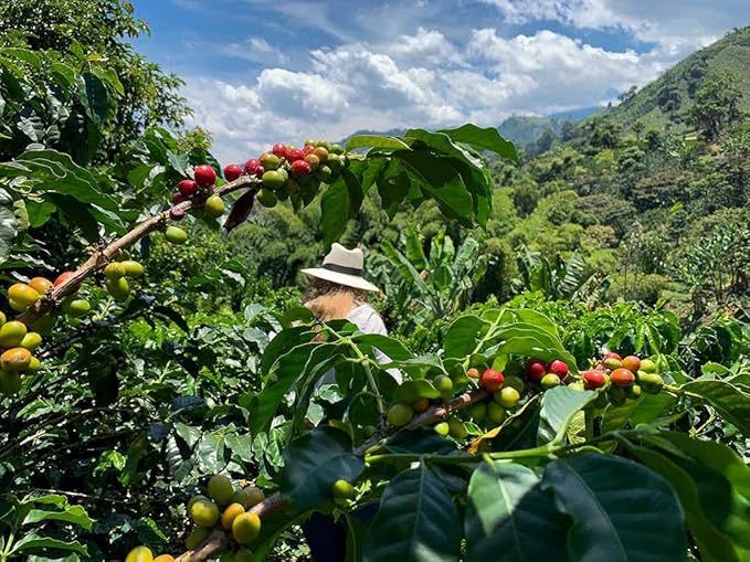 pure 100% arabica ground decaf coffee - DECAF COLOMBIAN GROUND COFFEE - Medium Roast 100% Pure Arabica swiss water processed non gmo - coffee from colombia by SWAN LIFE ESSENTIALS - 3 Bags (36 Oz)