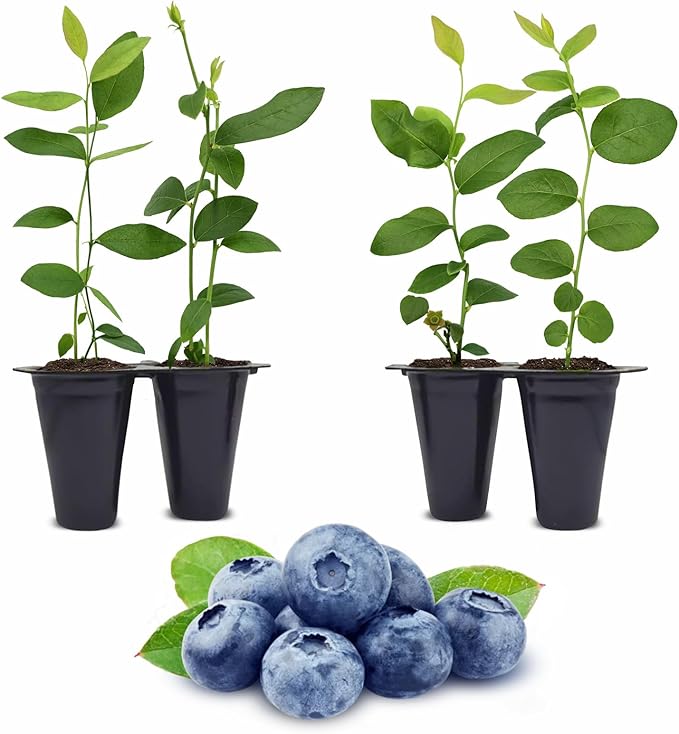 Pink Lemonade Blueberry (O'Neal)