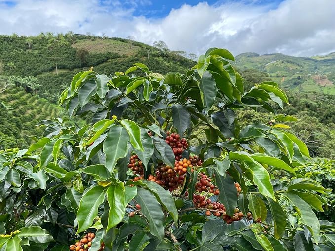 Colombian Coffee Specialty: Bourbon Rosado 227g 8onz Ground – Medium Roast