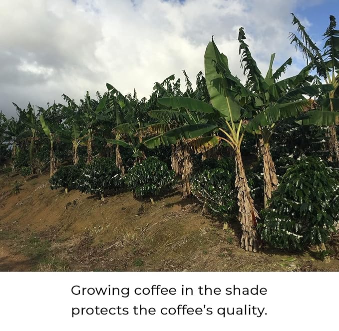 Julian Coffee - Adaptogenic Mushroom Ground Coffee. With Lions Mane Chaga Reishi Cordyceps Ashwagandha Maca Rhodiola Tulsi Astragalus Bacopa Curcumin. 12oz.