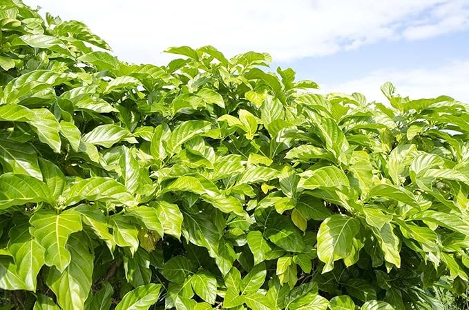 Wailua River Noni Juice (4)