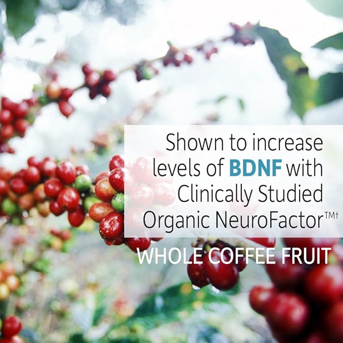 Garden of Life Dr. Formulated Organic Brain Health Memory &amp Focus for Adults 40+ 60 Tablets