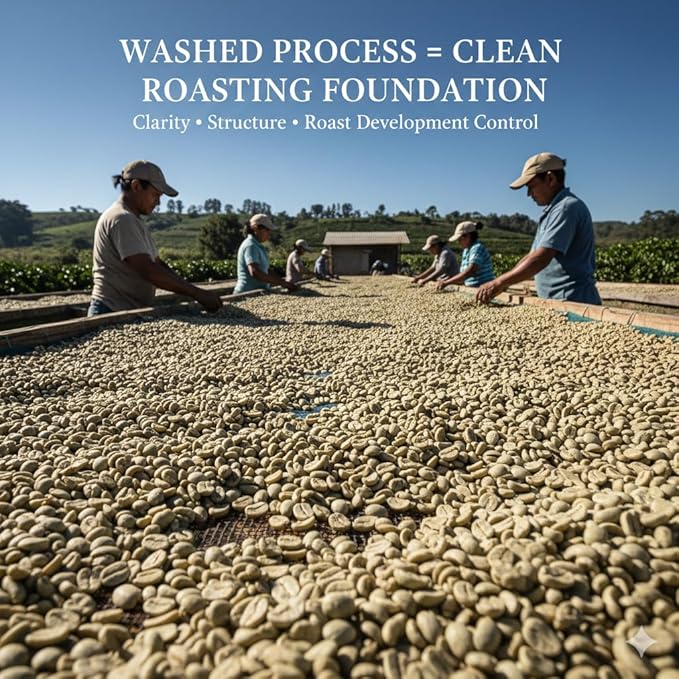 Current Crop Roasting Shop India Mysore Nuggets Green Coffee Beans – Unroasted Arabica for Home Roasting – Chikmagalur Single Origin Washed Process 3-Pound Bag