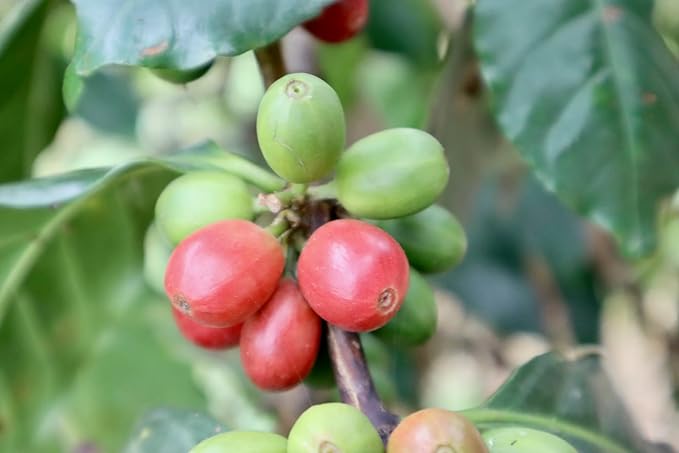 UGANDAN GREEN COFFEE BEANS (UNROASTED) - 48 LB BAG - WASHED / WUGAR - Washed Processed - Eastern Africa - Rwenzori Mountains - Organically Farmed &amp Relationally Sourced - 100% Arabica - SL14 &amp
