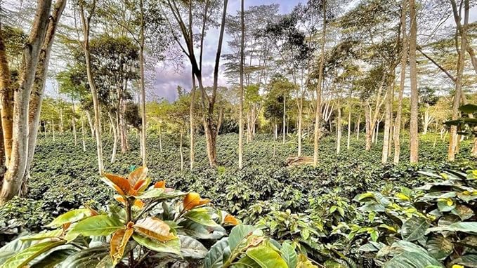 Café Mesa de los Santos – Premium Colombian Ground Coffee Medium Roast 16 Ounce Bag – Organic Certified Bird Friendly certified hand picked shade grown roasted at origin