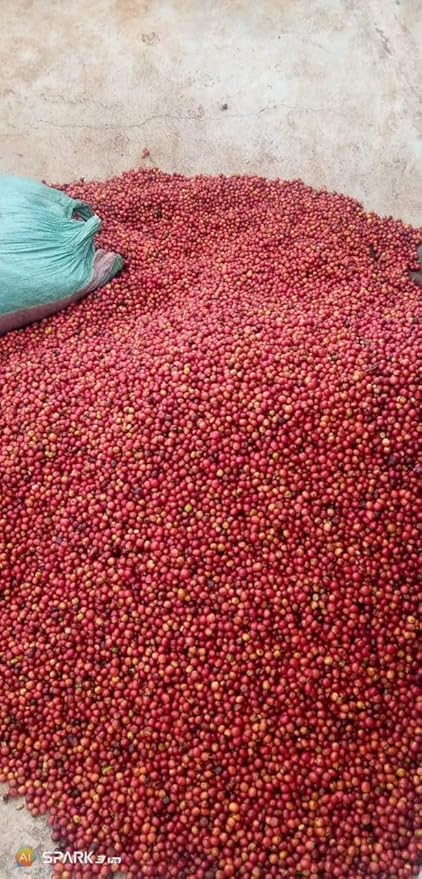 Kenya AA Grade Roasted Arabica Coffee Beans from Kenyan Highlands - 100% Pure Roasted Coffee Beans - Medium Roast Whole Beans 2 LB