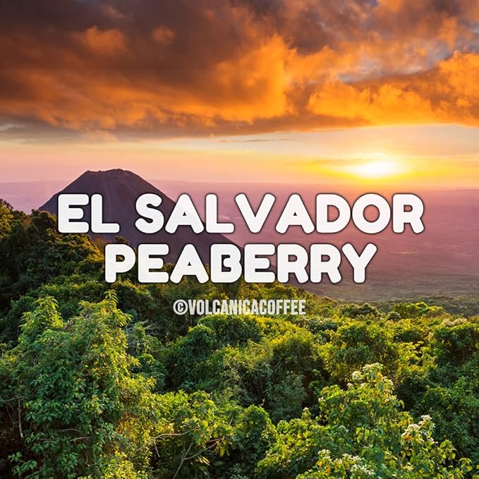 El Salvador Peaberry Coffee Ground Medium Roast Fresh Roasted 16-ounce