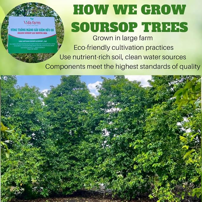 VIDA FARM Premium Dried Soursop Leaves Tea 100% Natural Whole Guanabana Leaves Hojas de Guanabana Para Te Soursop Tea Leaves