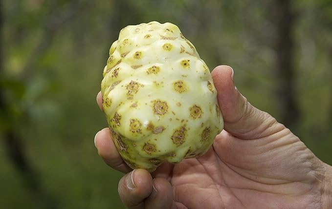 Virgin Noni Juice - RAW (Unpasteurized) 100% Pure Organic Hawaiian Noni Juice - 32oz Glass Bottle