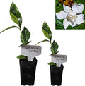Gardenia Mystery - Gardenia Jasminoides. Hardy Evergreen Shrub with Large Sweetly Fragrant White Flowers Ideal for Landscaping and Container Gardening (2 Gardenia Mystery Plants in Sac)
