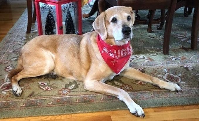 Dog Lover’s Coffee – Sandy’s Summer Blend – Light Roast by The Pawfect Brew – Sweet Blonde Espresso Blend Smooth &amp Subtle – 25% of Profits Donated to Animal Rescue – Drip 12OZ