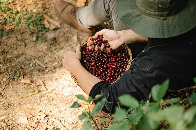 organic coffee low acidity - GUATEMALA GROUND COFFEE ORGANIC arabica dark roast low acidity fair trade - arabica dark roast coffee 3 Bags (36 Oz)